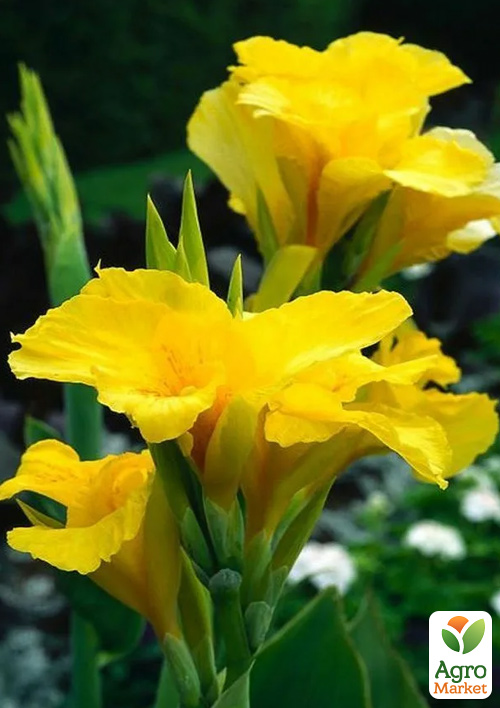 Канна "Yellow King Humbert"