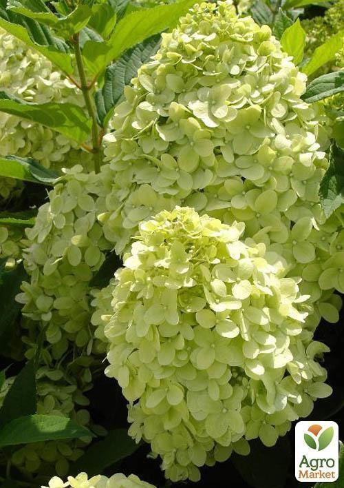 Гортензия метельчатая "Limelight" (контейнер C1)
