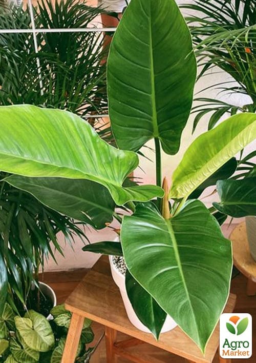 LMTD Филодендрон "Imperial Green" высота 30-40см - фото 6