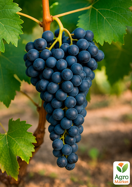 Виноград "Аттика" (кишмиш, ранний срок созревания)