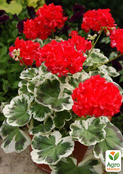 Пеларгония пестролистная "Oliver Welfare" 