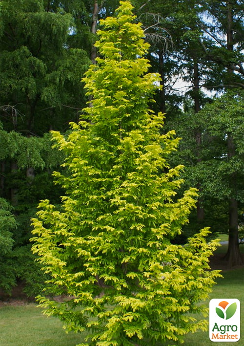 Метасеквойя глиптостробусовая (Metasequoia glyptostroboides) С2 высота 35-45 см - фото 3