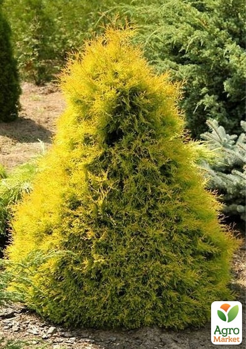 Туя західна "Rheingold" С2, висота 25-30см - фото 3