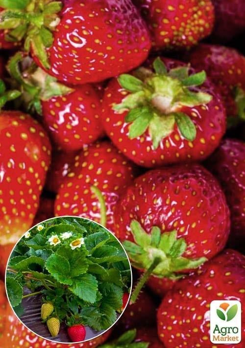 Ексклюзив! Полуниця темно-червона "Смузі" (Smoothie) (преміальний, високоврожайний сорт)