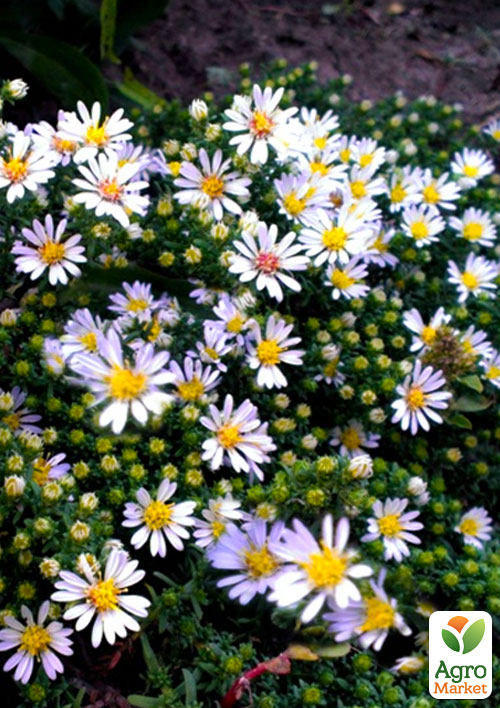 Астра почвопокровная"Snow Flurry" (контейнер № 10) - фото 3