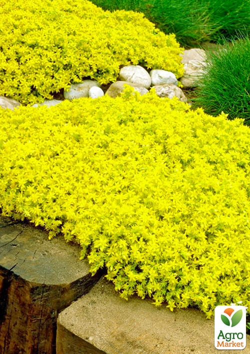Очиток "Жовта королева" (Sedum acre "Yellow Queen")