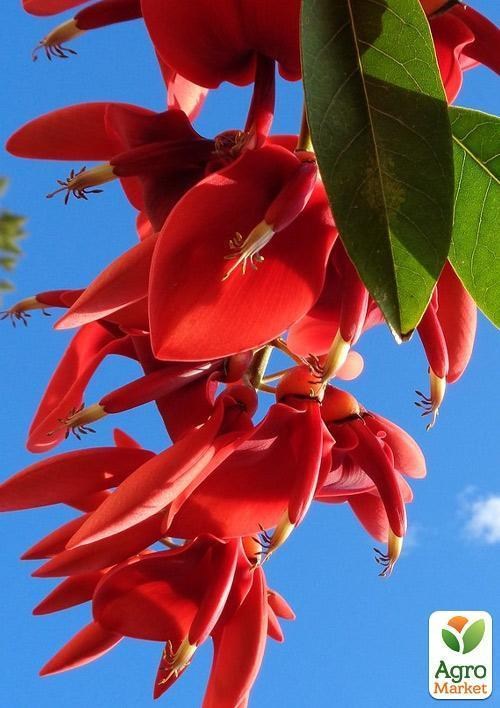 Эритрина Индийская "Коралловое дерево" - фото 3