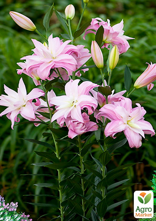 Лилия Махровая "Lotus Spring" 