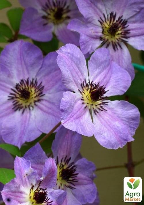 Клематис 3-х річний "Morning Sky" С2 - фото 4