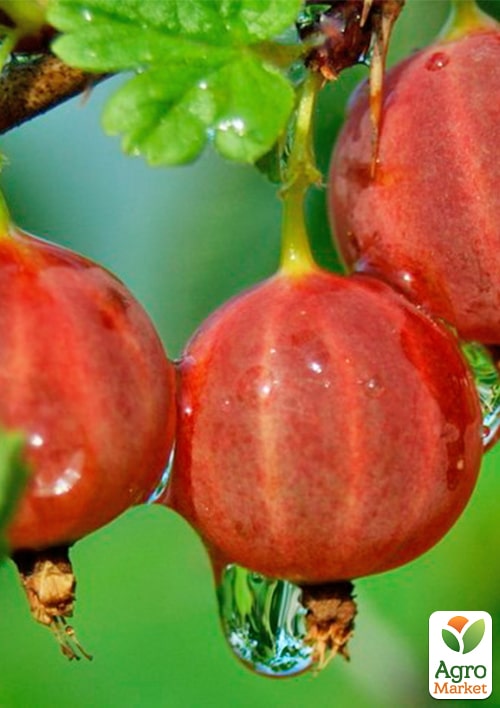 Агрус "Садко" (середньо-ранній термін дозрівання)