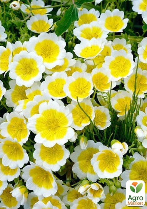 Лимнантес "Солнышко" (зипер) ТМ "Весна" 0,3г