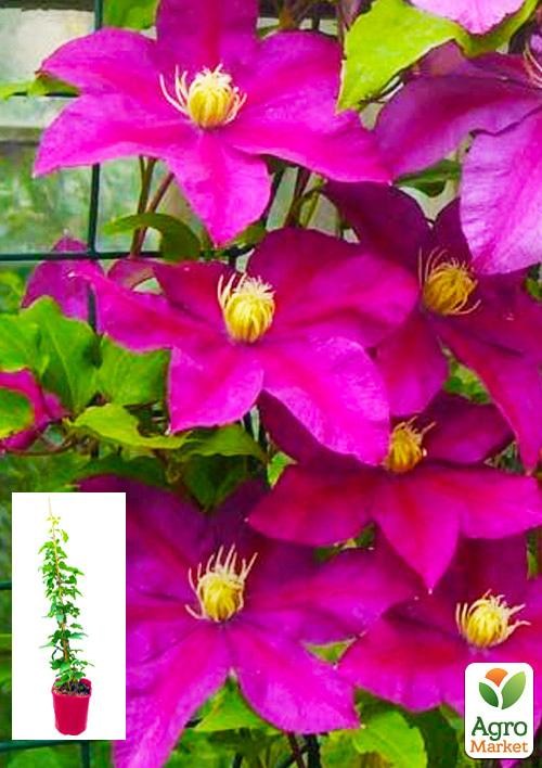 Клематис 3-х летний "Sunset" С2