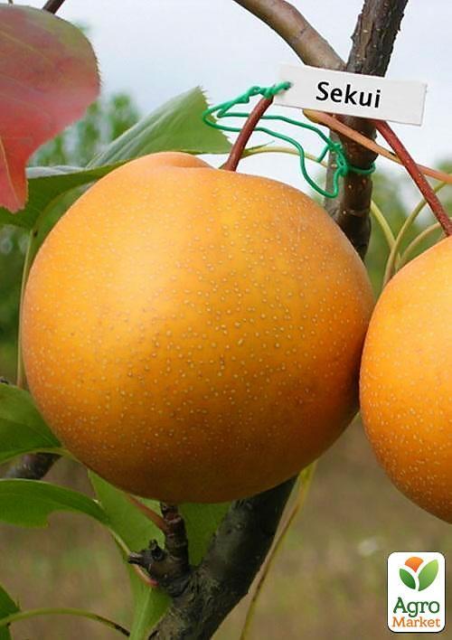 Азіатська груша "Секуї" Ексклюзив - фото 5