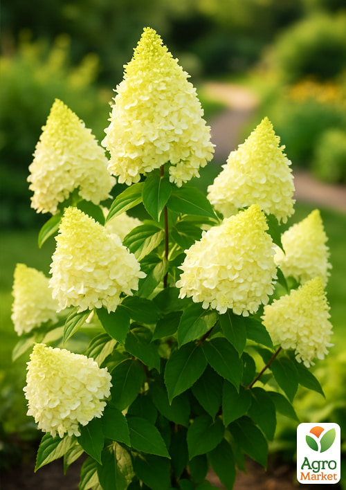 Гортензія волотиста "Summer Snow" (контейнер P9) - фото 5