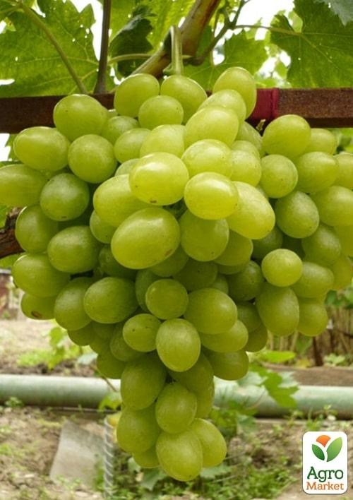 Виноград вегетирующий "Новый Подарок Запорожью" 