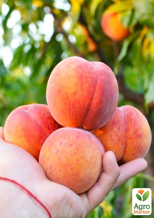 Персик "Харбингер" укорененный в контейнере (саженец 2 года) - фото 2