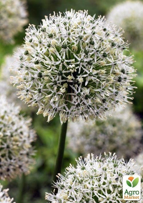 Алліум "Mount Everest" (розмір 18/20, великий) 1шт в упаковці