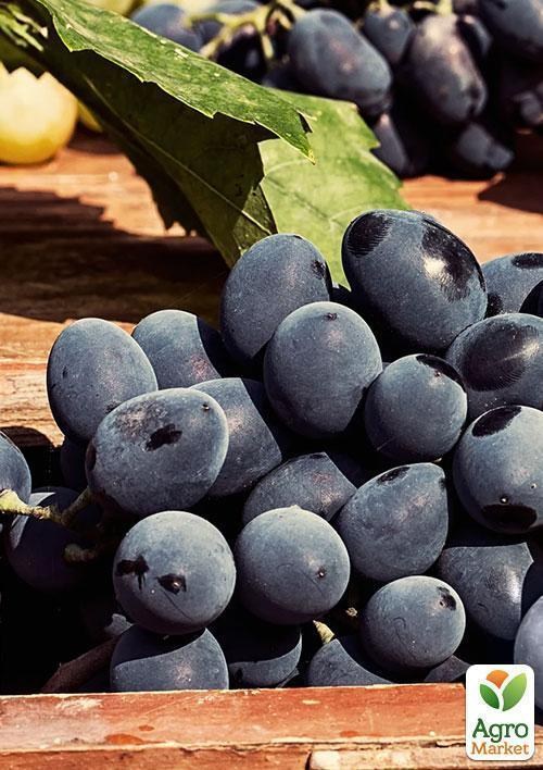 Виноград "Атаман Павлюк" (ранне-средний срок созревания, длительный срок хранения ягод) - фото 3