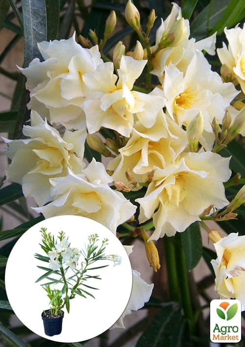 Олеандр махровый 3-х летний "Oasis" (высота 60-80см)