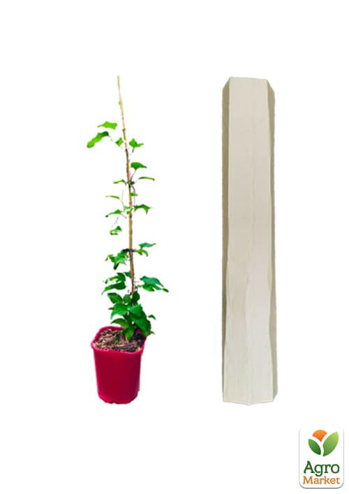 Клематис 2-х летний "My Beauty" С2 - фото 5