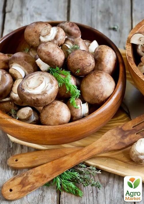 Сухой зерновой мицелий "Шампиньон королевский коричневый" 10г - фото 2