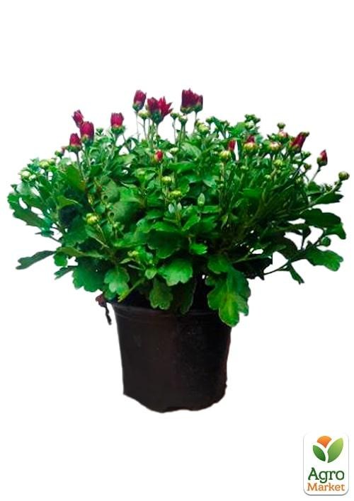 Хризантема Садовая "Diva Violet" (горшок ф12 высота 20-30см) - фото 2