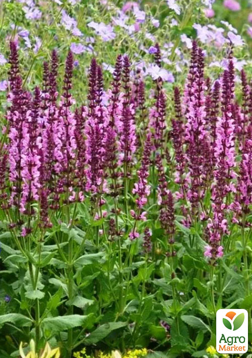 Шавлія Дубравна Sensation "Medium Pink"