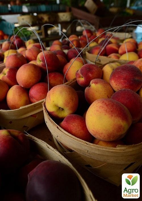 Персик "Казка" (літній сорт, середній термін дозрівання) - фото 4