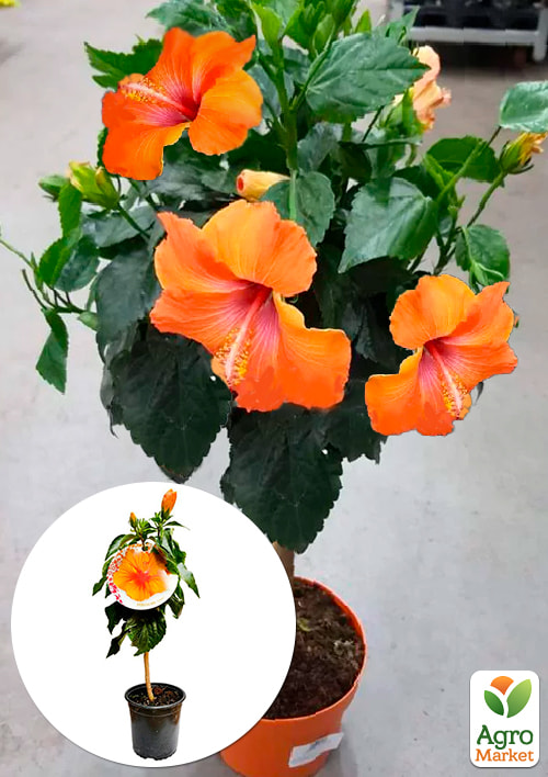 Гибискус на штамбе "Sunny Bordeaux"