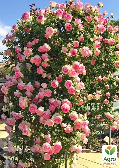 Роза в контейнере плетистая "Jasmina" (саженец класса АА+) - фото 4