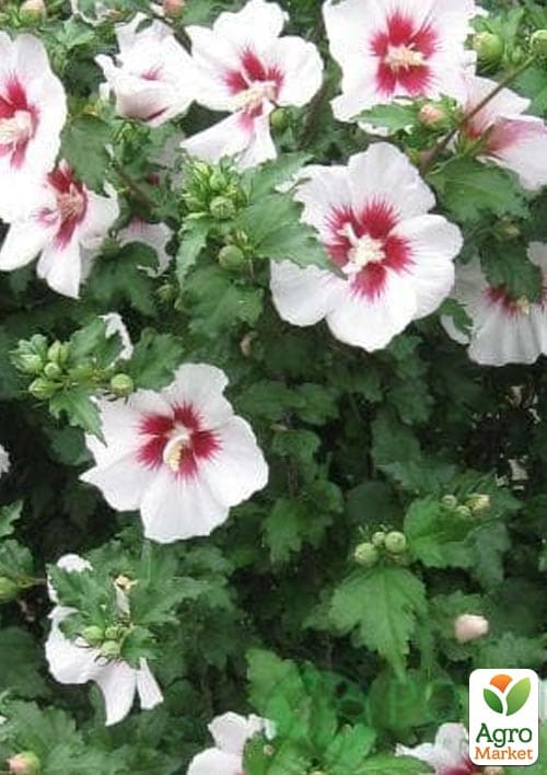 Гибискус древовидный махровый "China Chiffon" вазон P9 - фото 6