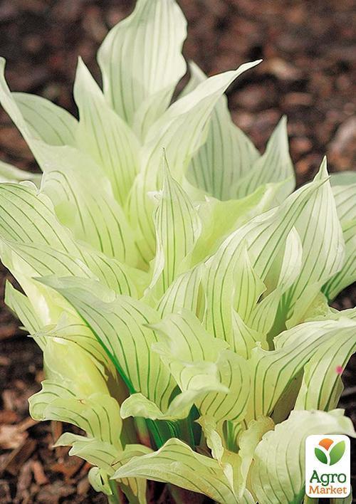 Хоста "White Feather" 