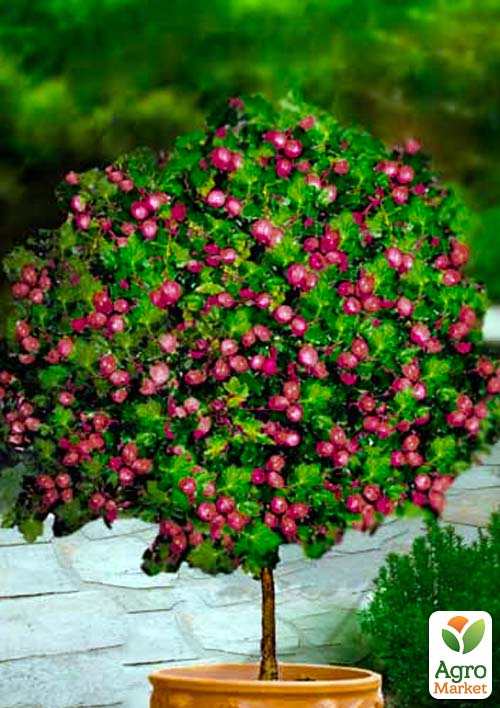 Крыжовник на штамбе "Каптиватор" (Captivator) (среднего срока созревания сорт)