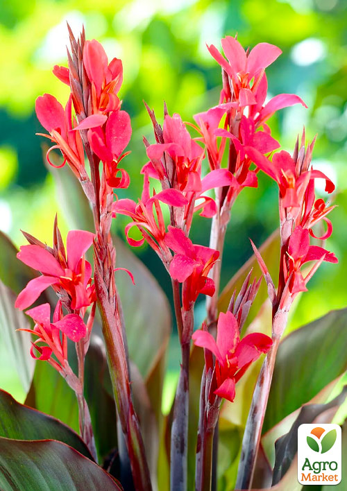 Канна темнолиста «Red Stripe»