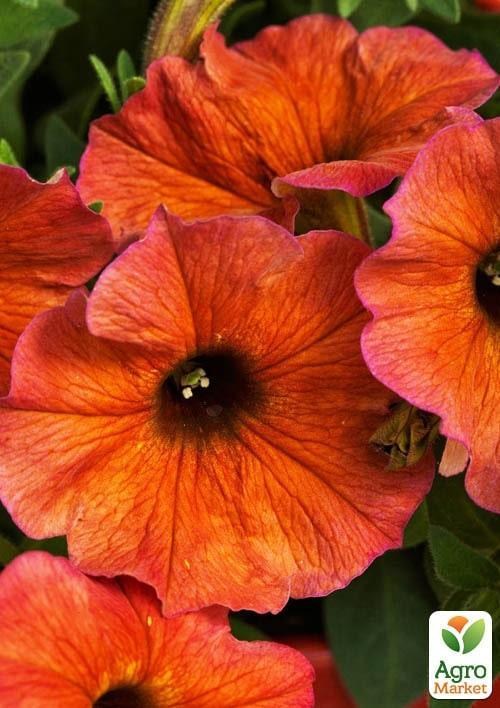 Петхоа Гібридна "BeautiCal Cinnamon" (контейнер №10, висота 10-15см)