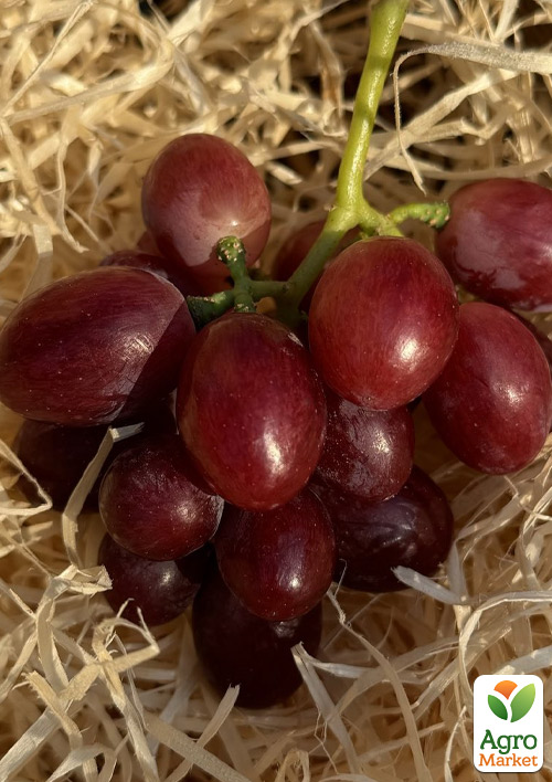 Виноград кишмиш "Червона Калина" (ранняя, крупная, сладкая,ягода селекции США)