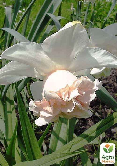 Нарцисс "Rosy Sunrise" 2шт в упаковке