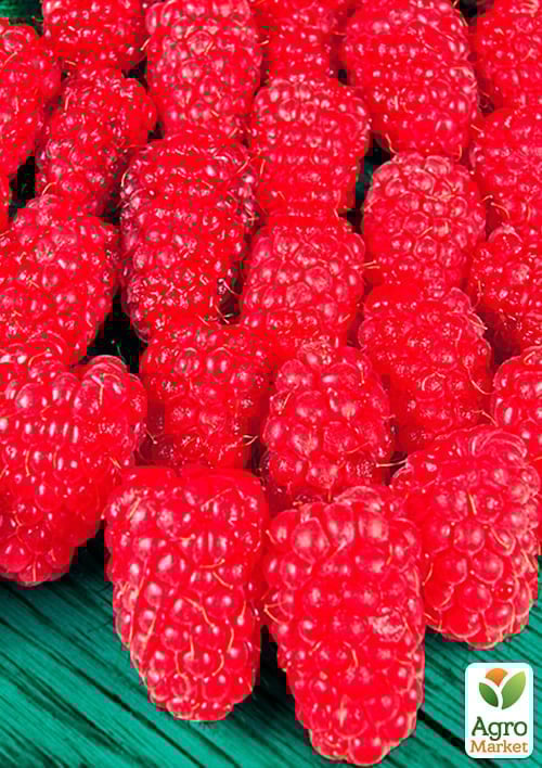 Малина "Брусвяна" (ремонтантный высокоурожайный сорт) - фото 2