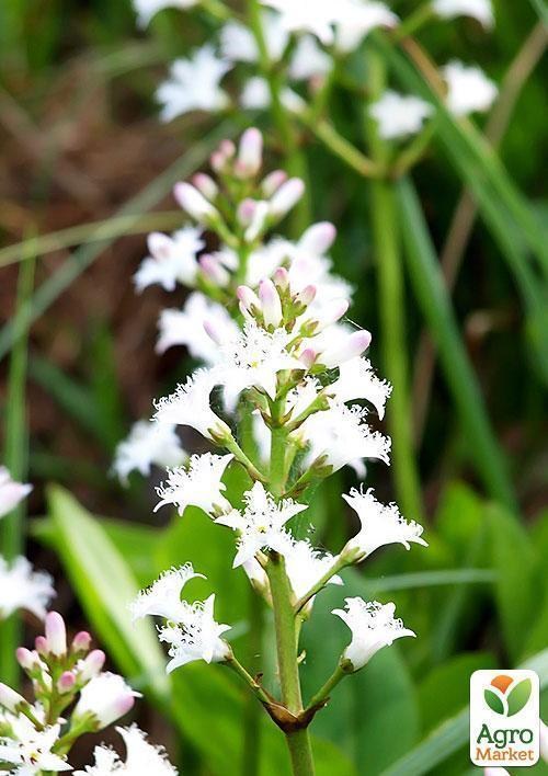 Вахта трехлистная - фото 6