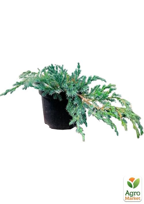 Можжевельник чешуйчатый "Blue Carpet" С2, диаметр 20-30см - фото 2