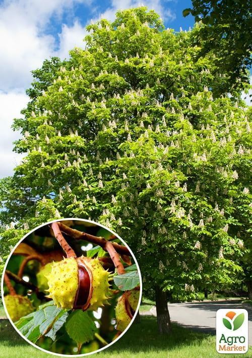 Каштан зеленый "Конский" (самая популярная разновидность) высота 20-50см