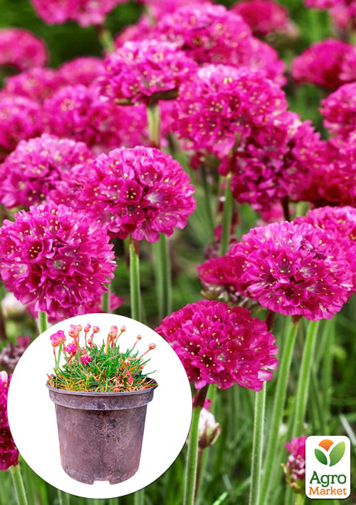 Армерія малинова "Bees Ruby" (вазон С1,5)