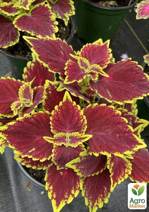 Колеус "Main Street Oxford Street" - фото 2