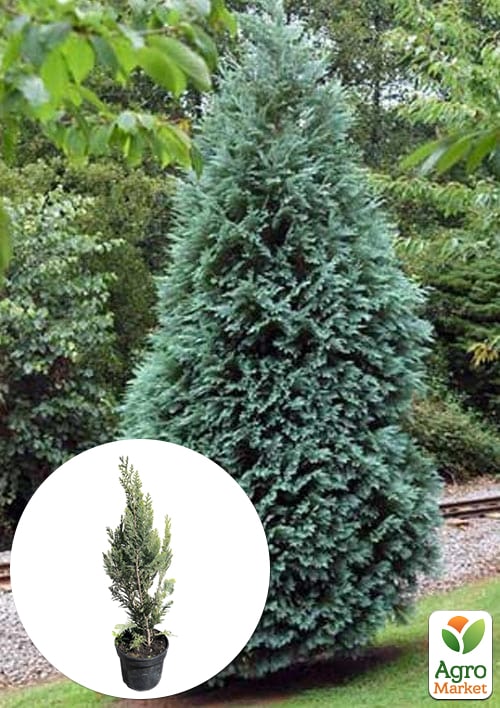 Кипарисовик Лавсона "Alumi" С3, высота 20-30см