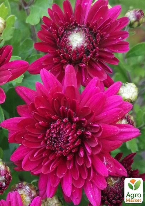 Хризантема кущова середньоквіткова "Milwaukee"