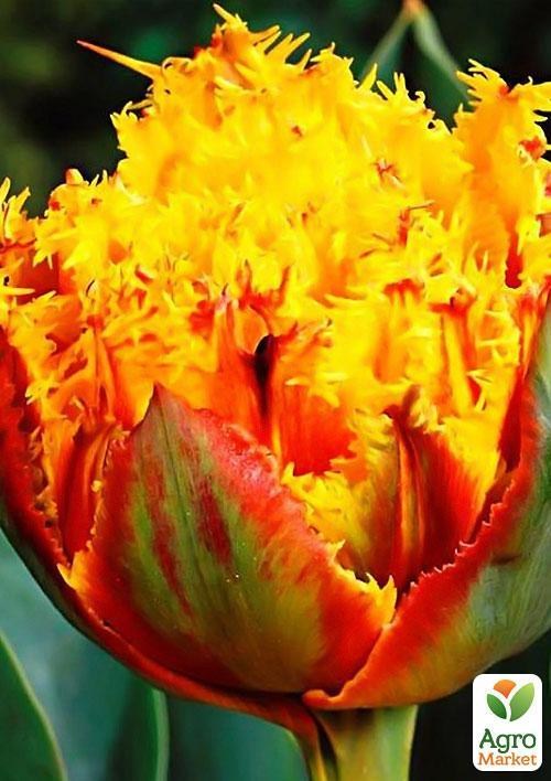 Тюльпан "Crispion Beauty" (размер 11/12 , крупный) 3шт в упаковке