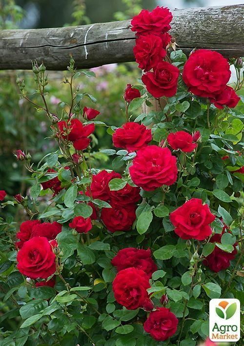 Роза почвопокровная "The Prince´s Trust"