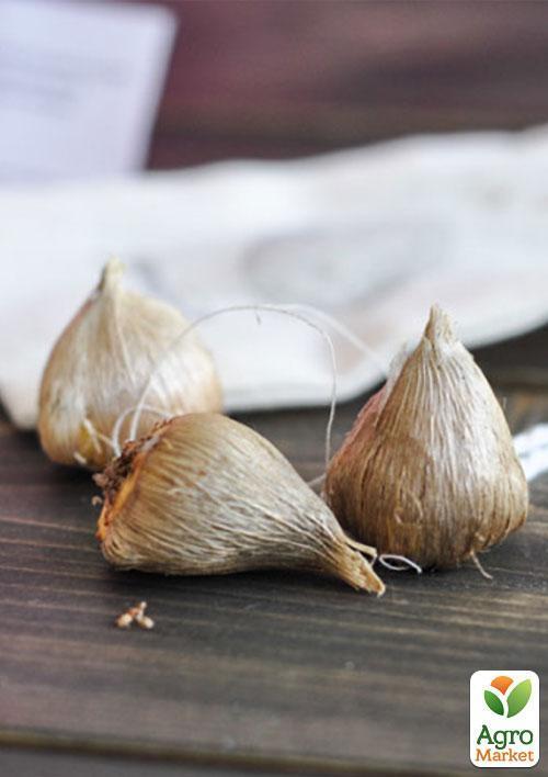 Фрезия простая "Red" 5шт в упаковке - фото 2