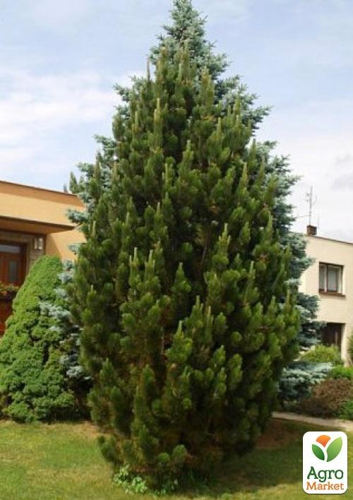 Сосна чорна "Pyramidalis" (Пірамідаліс)