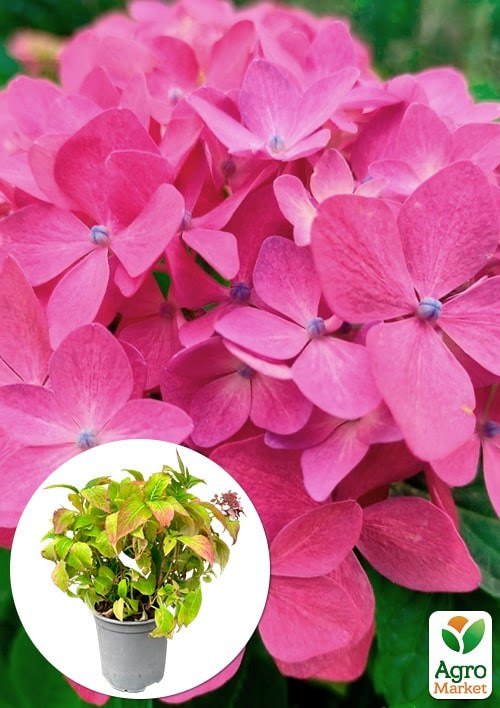 Гортензия крупнолистная 3-х летняя "Mini Hornli" (30-40см)